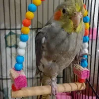 پرنده طوطی عروس هلندی|پرنده|سرخرود, |دیوار