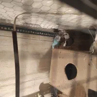 یک جفت عروس کشیده مفت نر وایت فیس ماده آلبینو|پرنده|علیآباد کتول, |دیوار