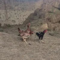 خروس لاری و مرغ لاری