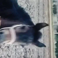 باسلام کره نر هفت ماهه|اسب و تجهیزات اسب‌سواری|جونقان, |دیوار