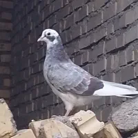 کبوتر در قلعه تل