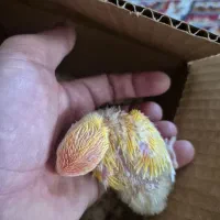 کوتوله های اپال سرقرمز