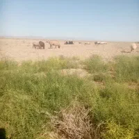 چوپان