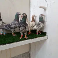کبوتر بیرونی