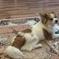 واگذاری سگ اشپیتز نر