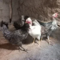 جوجه مرغ بومی|پرنده|رودشت (اصفهان), |دیوار