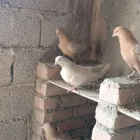 فروش انواع‌ کفتر باشلی و کوینلی|پرنده|آذرشهر, |دیوار