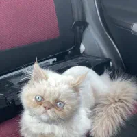 واگذاری گربه پرشین سفید ۲ ماهه