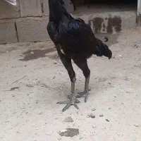 فروشی مرغ و خروس جوجه