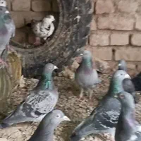 کفتر سبز و مگس مسافتی