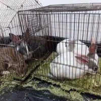 خرگوش و بازیگوش