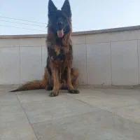 سگ ژرمن جهت کشش(جفت گیری)|سگ|یزد, |دیوار