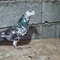 کبوتر پرشی|پرنده|لاهیجان, لیالستان|دیوار