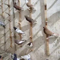 دسته ۲۲تایی|پرنده|شیراز, ارم|دیوار