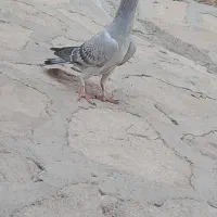 کبوتر شامی کاکلی