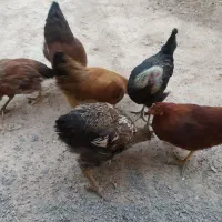 مرغ خروس