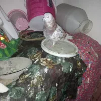 کبوتر|پرنده|ارومیه, |دیوار