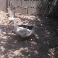 اردک