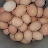 تخم مرغ بومی گلپایگانی گنجینه|خوردنی و آشامیدنی|اصفهان, شیخ طوسی|دیوار