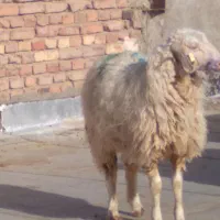 بره وبزغاله|حیوانات مزرعه|زاهدان, |دیوار