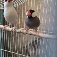 جفت فنچ نرگسی