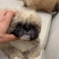 پشمالو و ریز