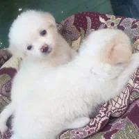 ...|سگ|میناب, |دیوار