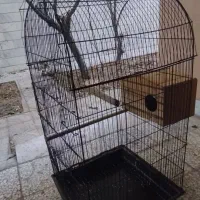قفس عروس هلندی