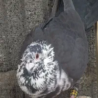 کشکی سیاه بزک سینه سفید زاغ موشی