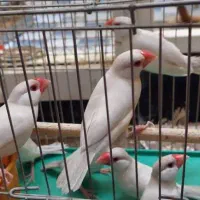 فنچ کرم لایت|پرنده|شیراز, ده پیاله|دیوار