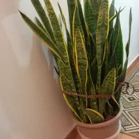 گل سانسوریا|گل و گیاه طبیعی|بندر انزلی, چهارفریضه|دیوار