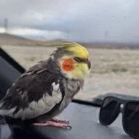 عروس هلندی|پرنده|مشهد, آبکوه|دیوار