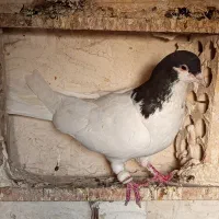 نره|پرنده|شوشتر, |دیوار