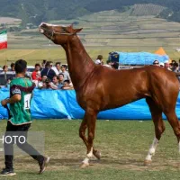 اسب ترکمن اصیل نریان مدرک دار|اسب و تجهیزات اسب‌سواری|مشهد, الهیه|دیوار