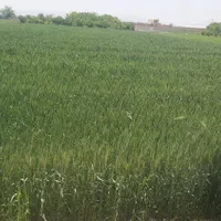 فروش یامعاوضه زمین 5100 متری مناسب گلخانه و باغ|فروش زمین و ملک کلنگی|نجفآباد, کهریزسنگ|دیوار