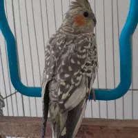 دو عدد عروس هلندی دونه ای 500بدون قفس|پرنده|پاکدشت, پاکدشت (مامازند)|دیوار