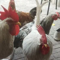 خروس جوان|حیوانات مزرعه|مشهد, شهرک صنعتی توس|دیوار