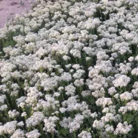 کوشواره نقره گم شده