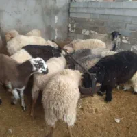 بره نر چاق نصف محلی نصف رومانف