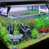 مجموعه اکواریوم های امامیه