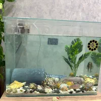 آکواریوم، فیلتر هنگان