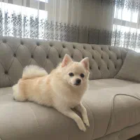 واگذارس سگ ۱/۵ساله پامر روباهی