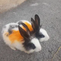 خرگوش لوپ نروماد|موش و خرگوش|کرمانشاه, |دیوار