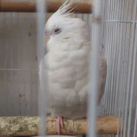 عروس هلندی نر بالغ