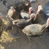 بوقلمون|حیوانات مزرعه|خمک, |دیوار