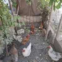خروس