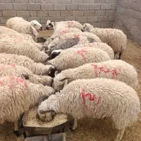 بره کره چاق