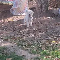 اشپیتز ماده