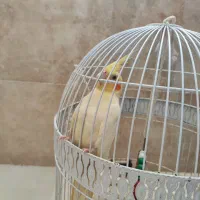 عروس ماده سالم تقریبا دو ساله تخم گذار با قفس|پرنده|قم, فرهنگیان و شهربانی|دیوار