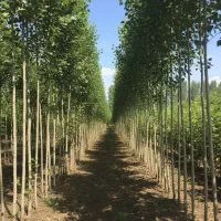 نـهـال صـنـوبـر سرمایهگذاری بلندمدت و مطمئن|خدمات باغبانی و درختکاری|خمین, |دیوار